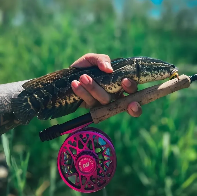 Snakehead pris à la mouche en eau naturelle, cible de la pêche du snakehead à Hainan